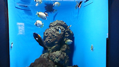 japan_67