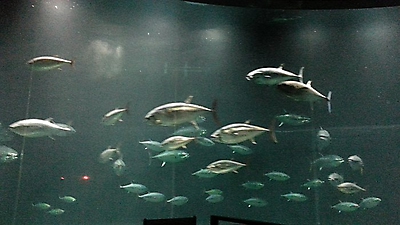 japan_79